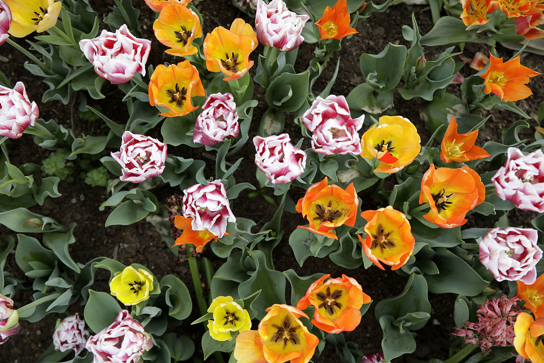 Tulsa Botanic Garden